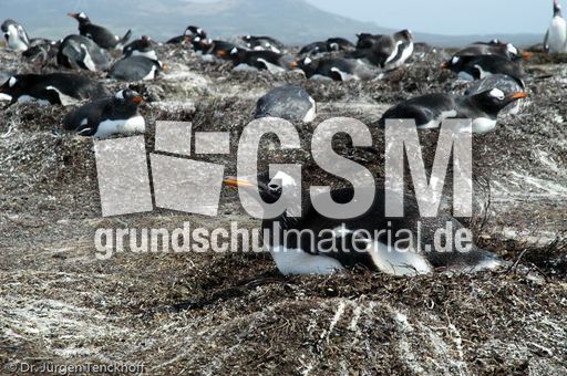 Eselspinguin (05 von 97).jpg